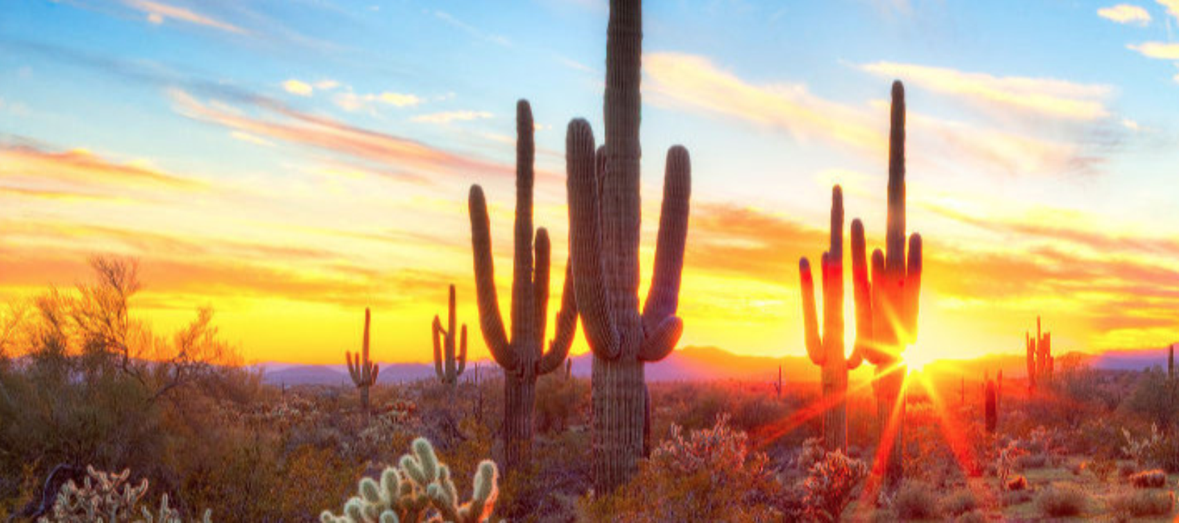 image of an arizona sunrise with saguaro cactus in the foreground